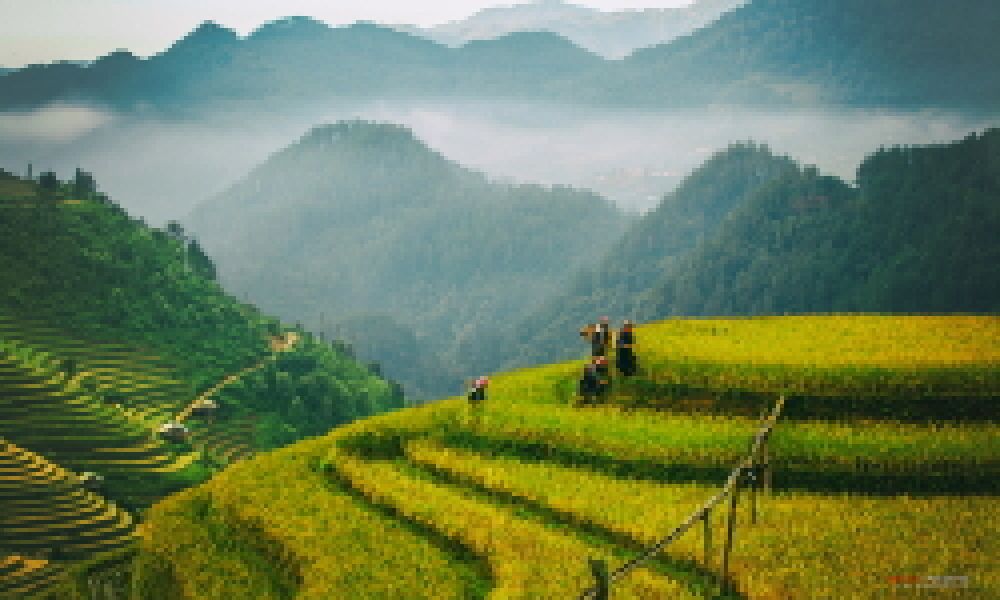 MÙ CANG CHẢI - TÚ LỆ 3 NGÀY 2 ĐÊM